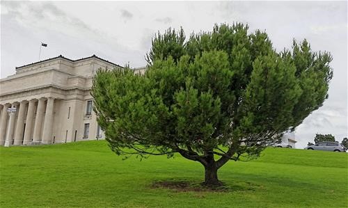 Aleppo pine in Auckland Domain grown from seed collected on Motuihe