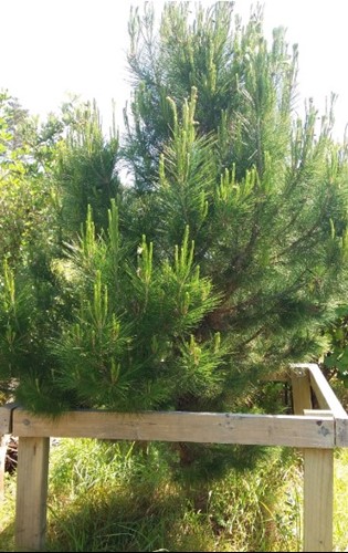 Aleppo pine growing on Motuihe seeded directly from one of the 10 original Gallipoli trees