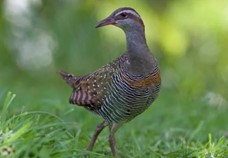 Banded rail (moho pereru), a shy native wetland bird