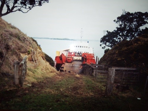 A Subrisky barge offloading sheep at the ramp on Motuihe
