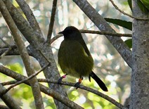 Bellbird (korimako) perched in native bush