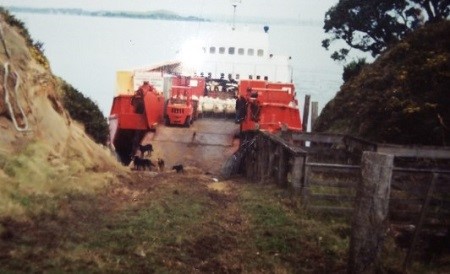 Cattle and sheep about to be off loaded on Motuihe Island