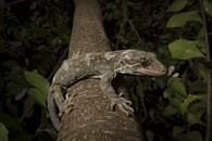 Duvaucel gecko (Hoplodactylus duvaucelii), New Zealand's largest gecko. Photo: Dylan Van Winkel