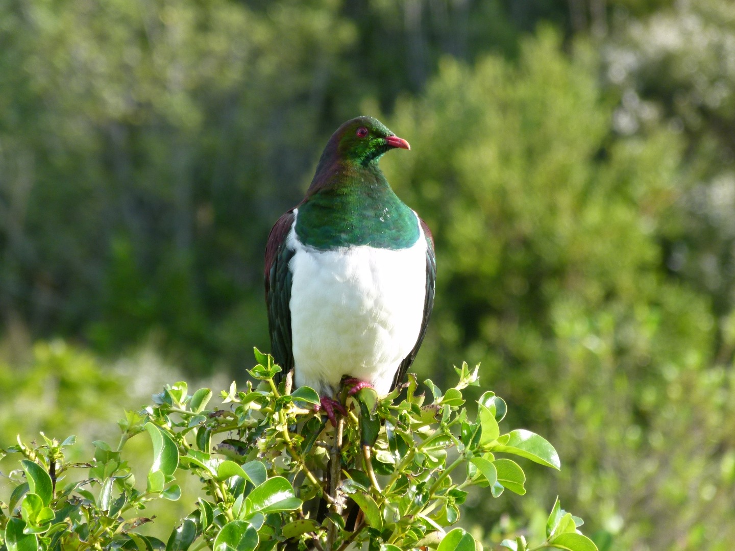 Kereru (NZ wood pigeon) on Motuihe Island