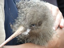 Little spotted kiwi (kiwi pukupuku) on Motuihe Island
