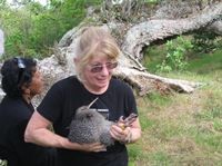 Little spotted kiwi, representing the Silver Award sponsor tier