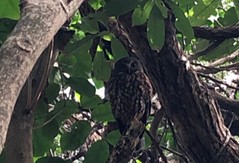 Morepork (ruru) with distinctive yellow eyes