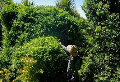 Mothplant smothers trees in the early days of the restoration project on Motuihe