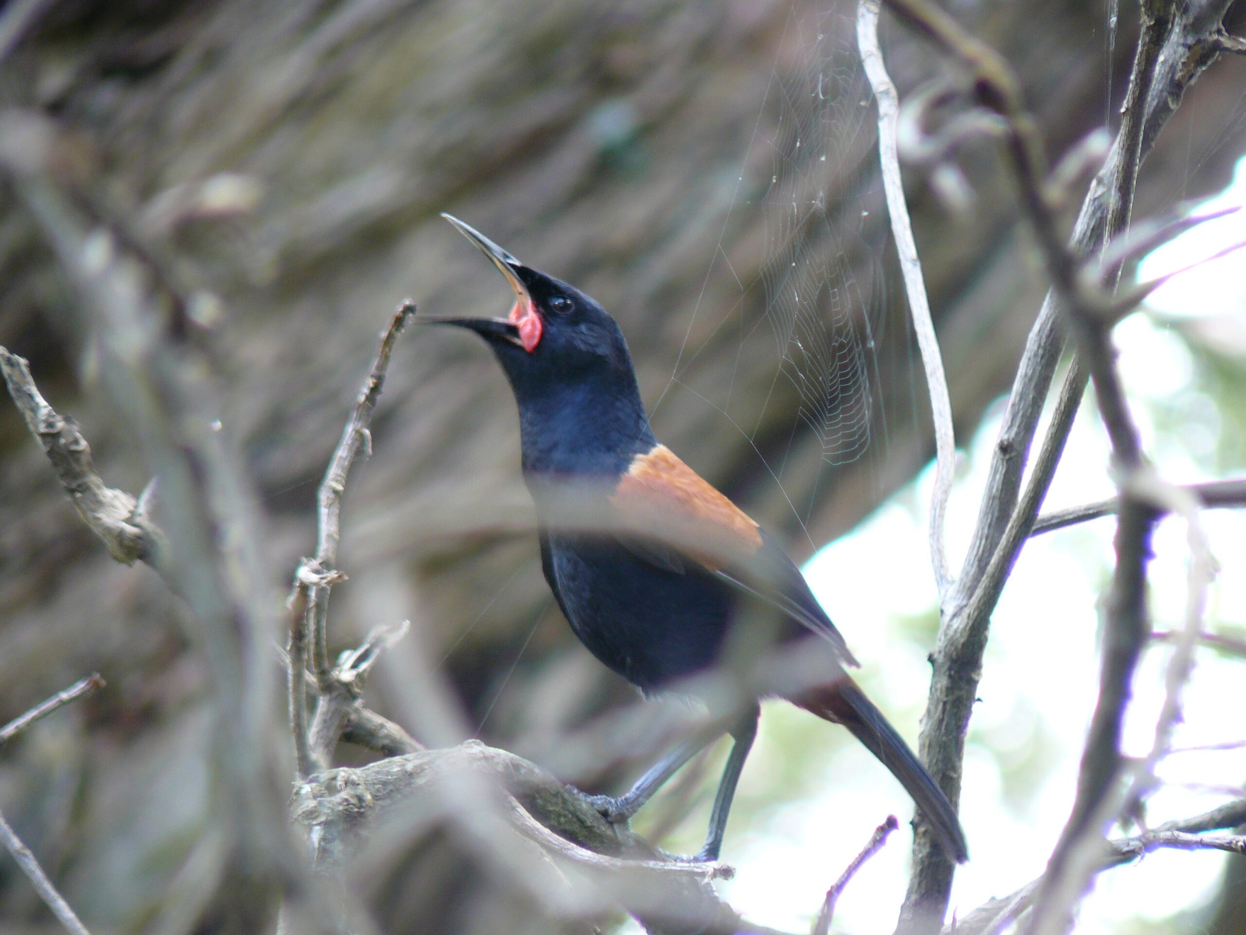 North Island saddleback (tieke) with chestnut saddle and red wattles