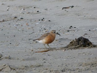 New Zealand dotterel on Motuihe Island beach