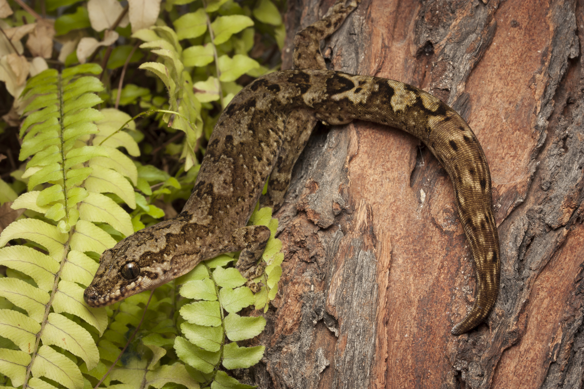 Pacific gecko (Dactylocnemis pacificus) with distinctive markings. Photo: Dylan Van Winkel