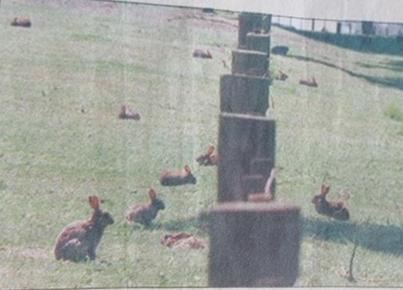 Rabbits on Motuihe Island before the eradication programme