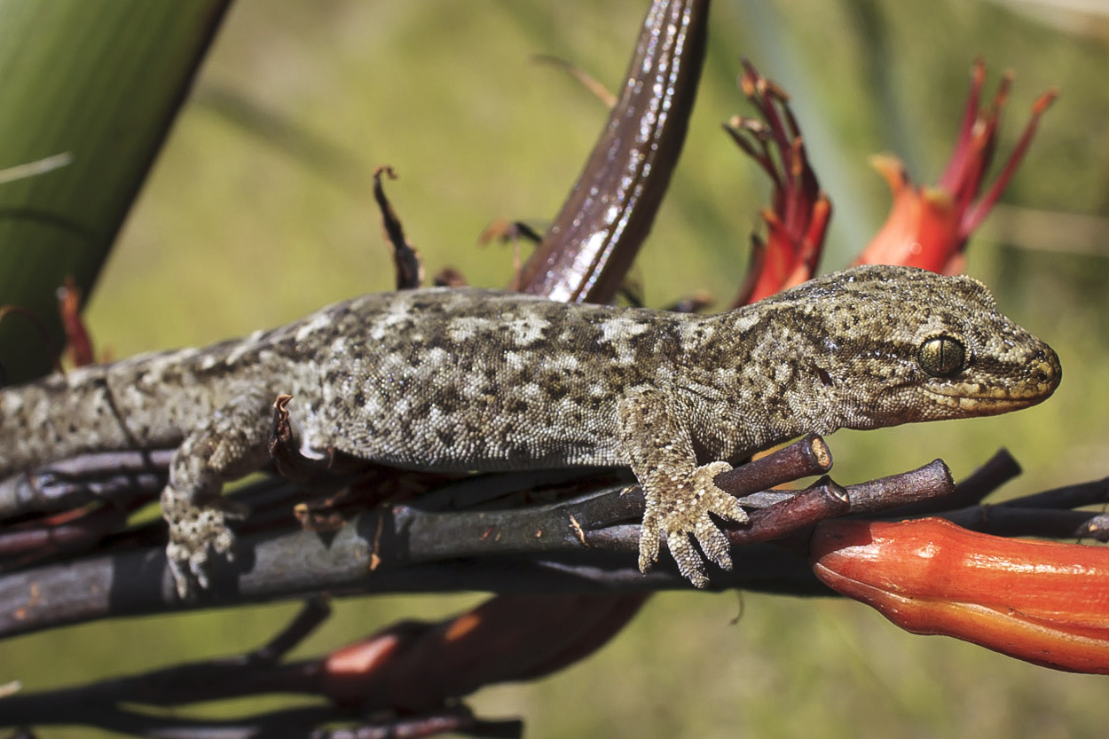 Raukawa gecko (Woodworthia maculata) with expanded toe pads. Photo: Dylan Van Winkel