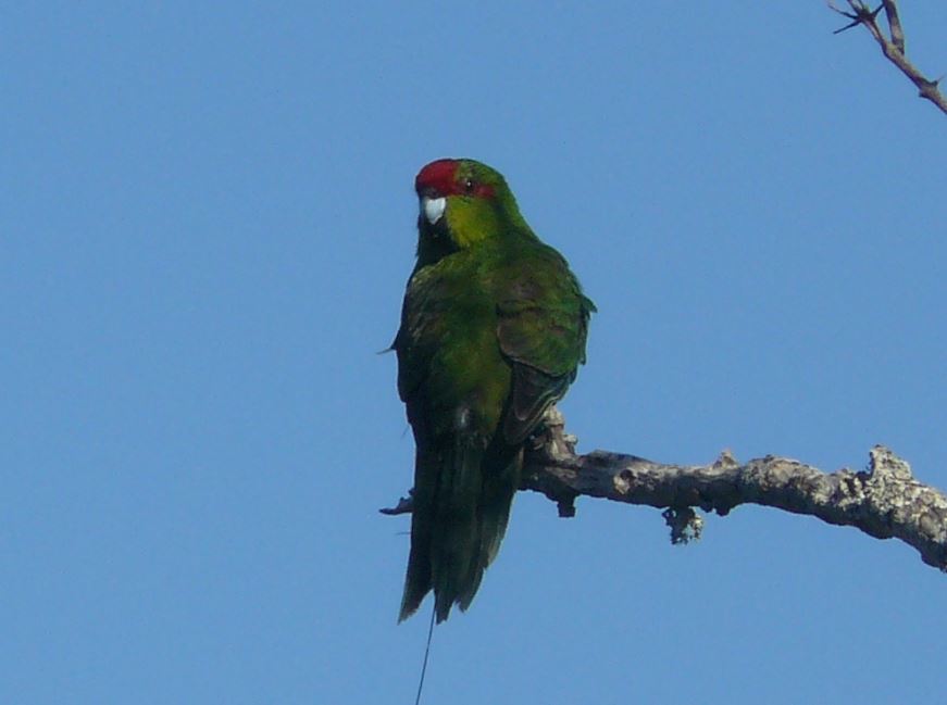 Red crowned parakeet (kakariki) with green plumage and red head markings