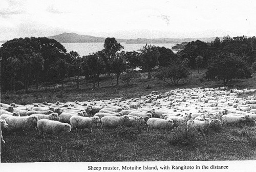 Sheep on Motuihe Island, photo by Don Whyte