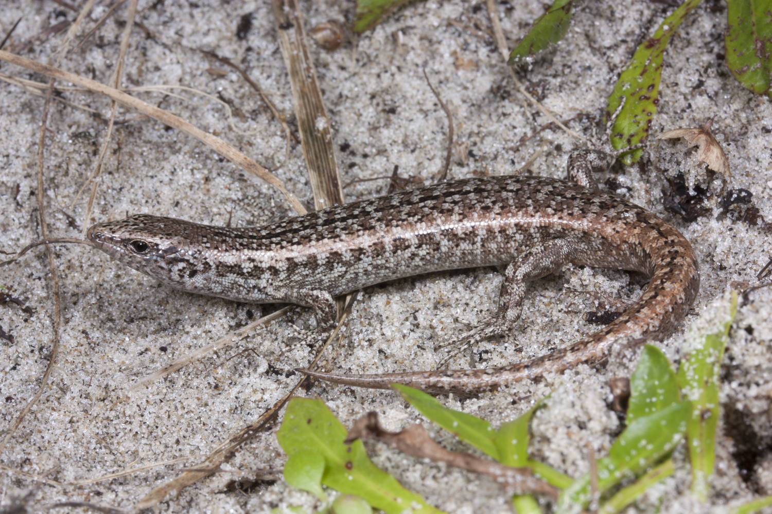 Shore skink (Oligosoma smithi) on coastal driftwood. Photo: Dylan Van Winkel