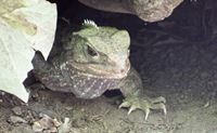 Tuatara, representing the Gold Award sponsor tier