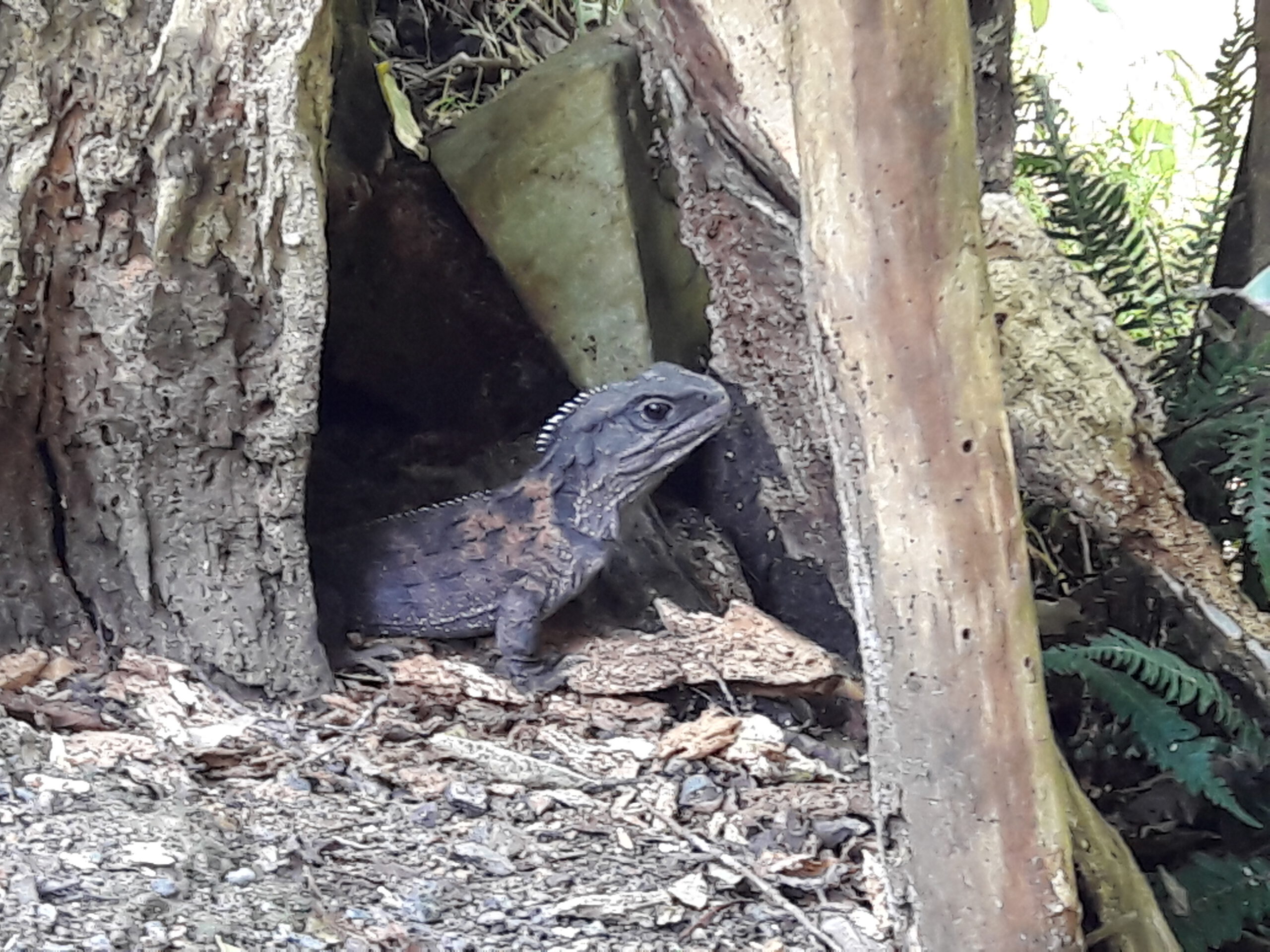 Tuatara (Sphenodon punctatus), a rare reptile found only in New Zealand
