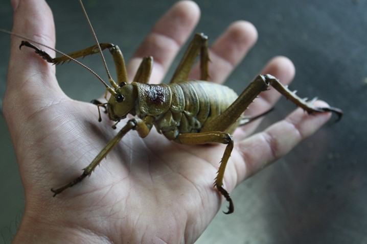Wetapunga (Deinacrida heteracantha), the Little Barrier giant weta