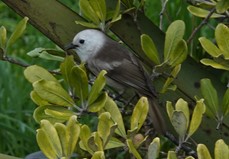Whitehead (popokotea) in forest canopy